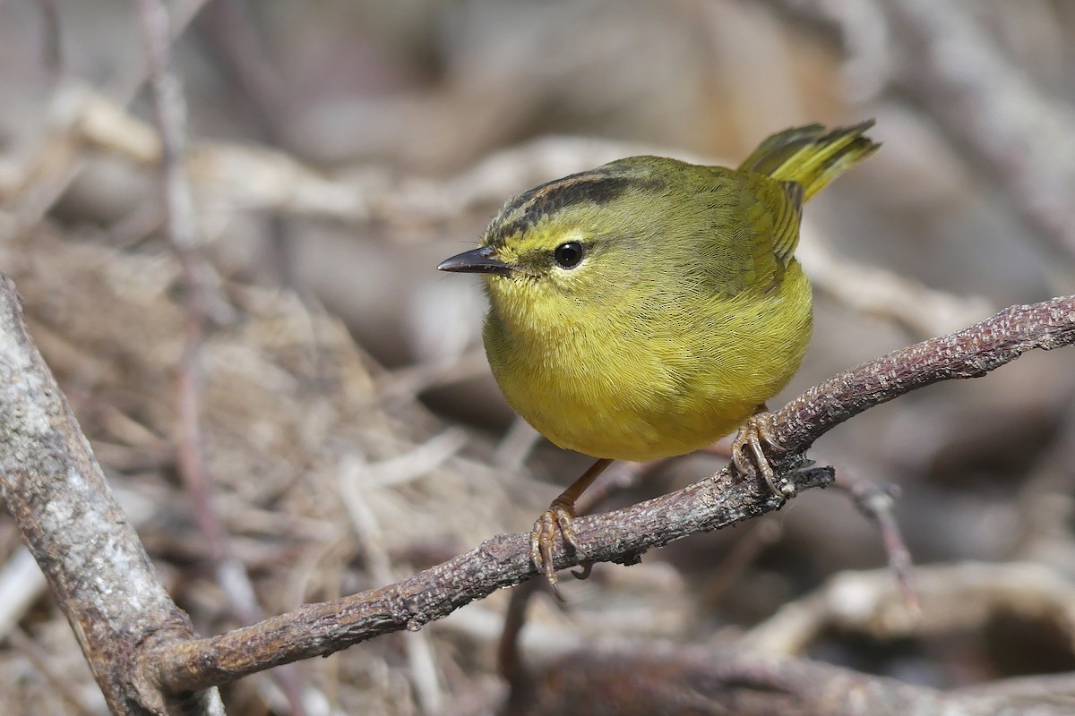Two-banded Warbler - ML257744281