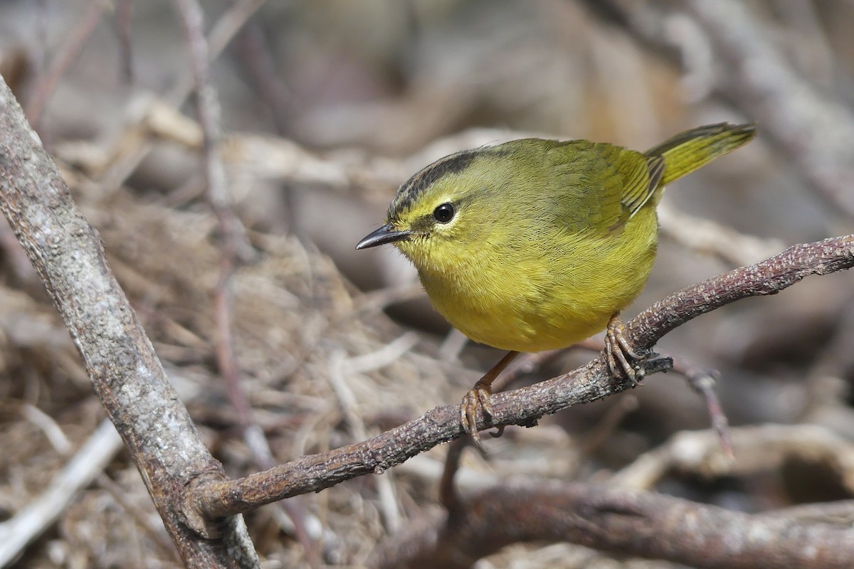 Two-banded Warbler - ML257744301
