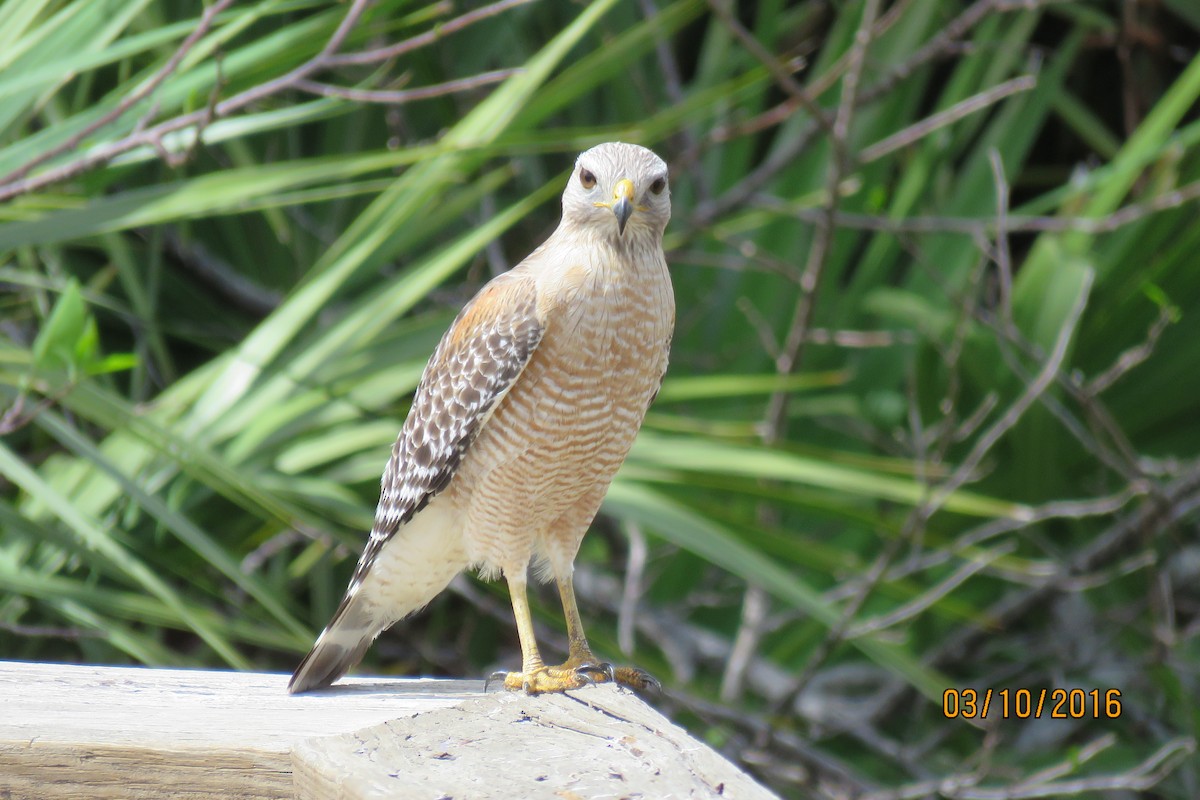Red-shouldered Hawk - Paul Wolter