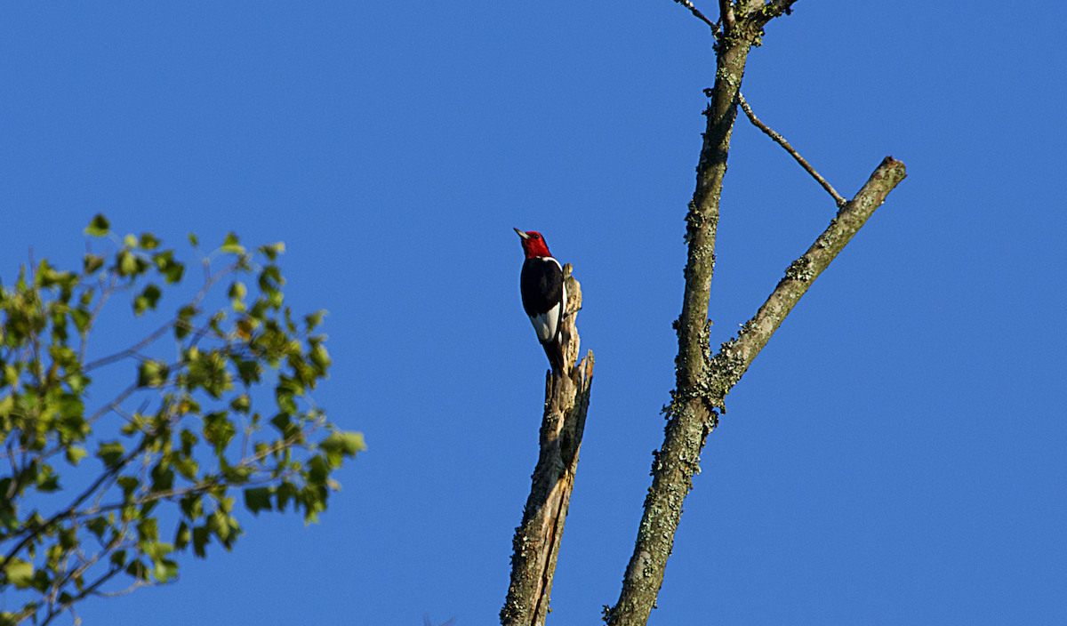 Red-headed Woodpecker - ML257747501