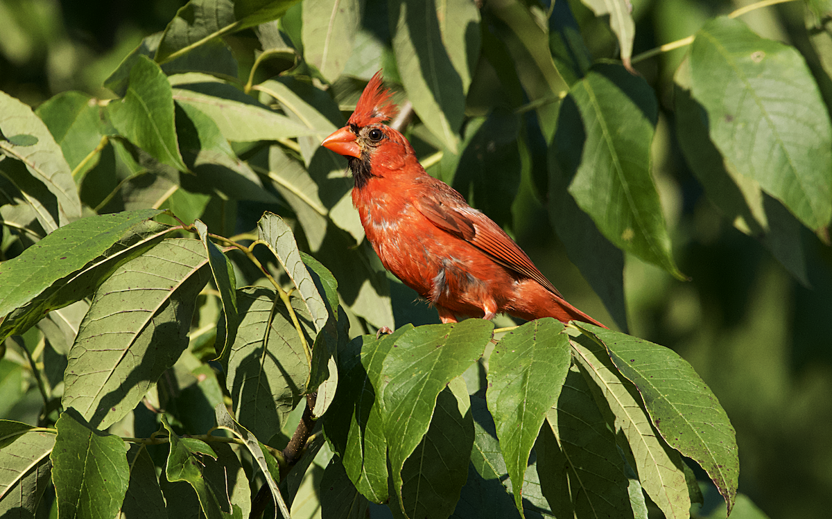 Northern Cardinal - Rickey Shive