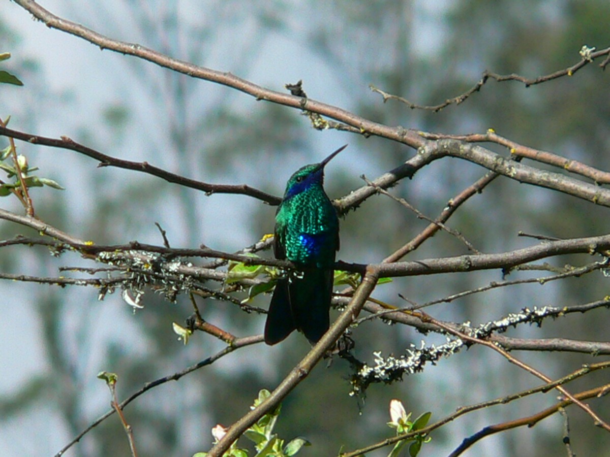 kolibřík modrolící - ML257756221