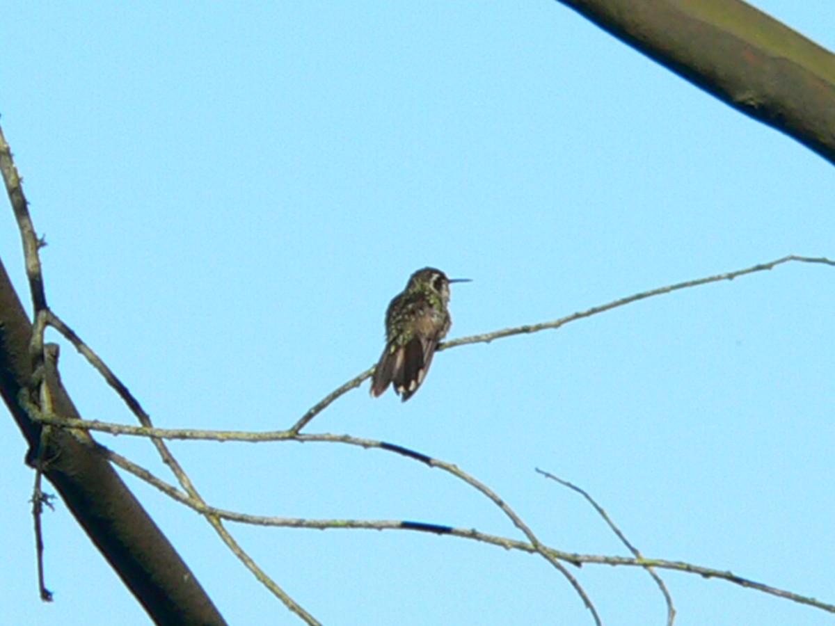 Speckled Hummingbird - ML257756251