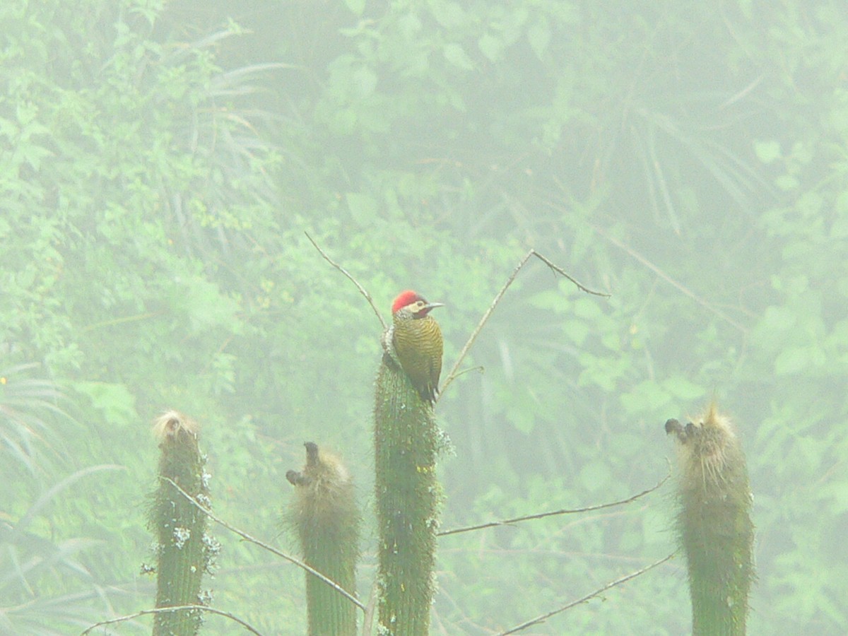 Black-necked Woodpecker - ML257756381
