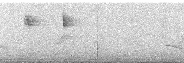 Пестрогрудый тираннчик - ML257757