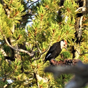 White-headed Woodpecker - ML257761001