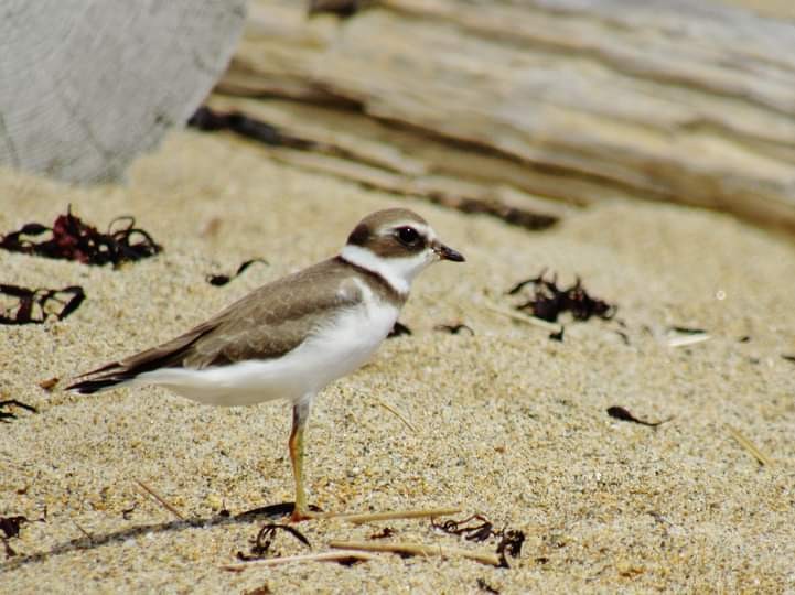 Semipalmated Plover - Elaine Poulin