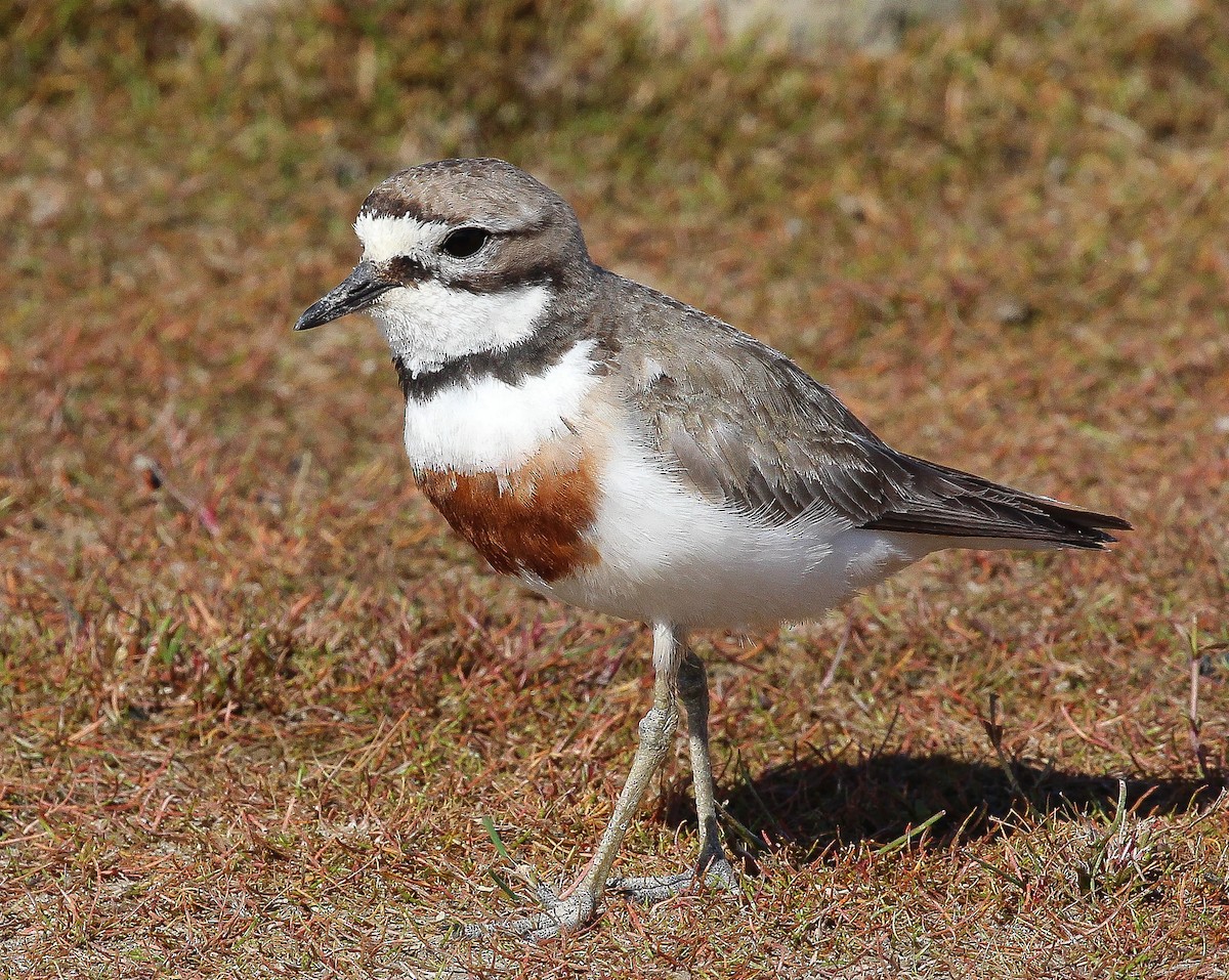 Double-banded Plover - ML257769511