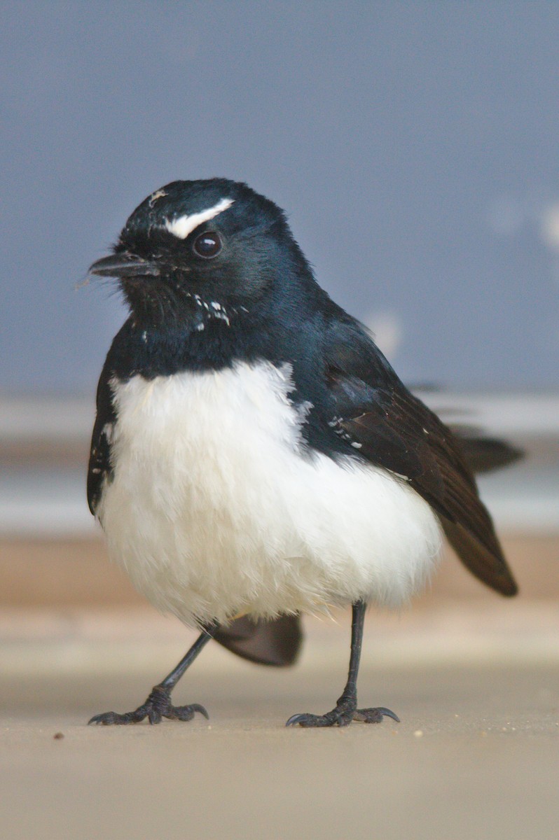 Willie-wagtail - ML257771841