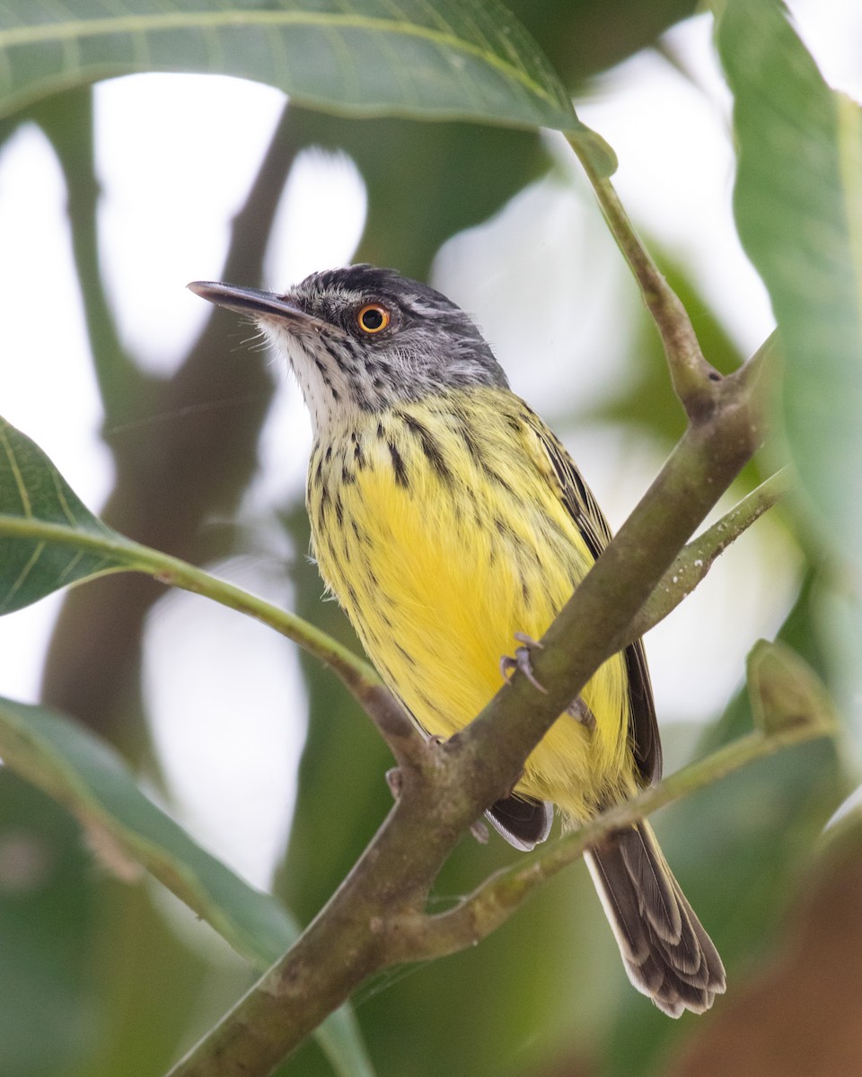 Spotted Tody-Flycatcher - Jhonathan Miranda - Wandering Venezuela Birding Expeditions