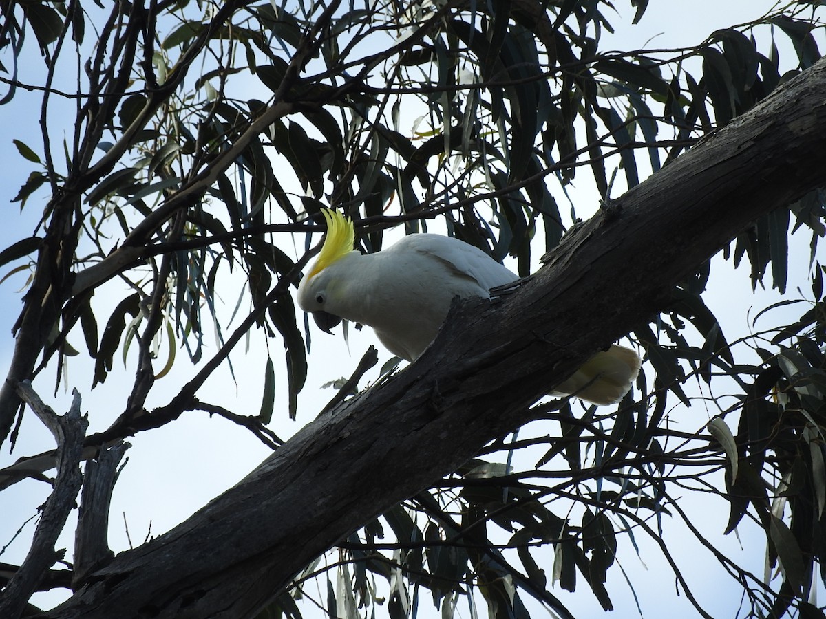Sulphur-crested Cockatoo - George Vaughan