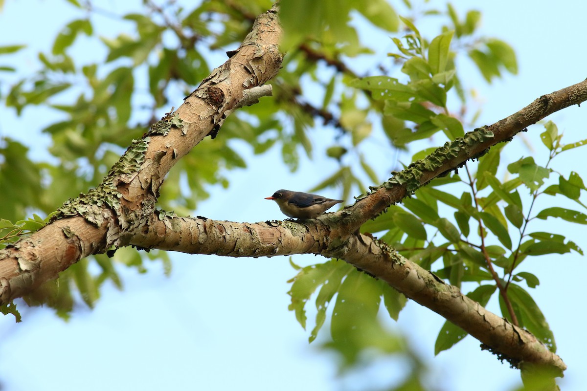 Velvet-fronted Nuthatch - ML257774331