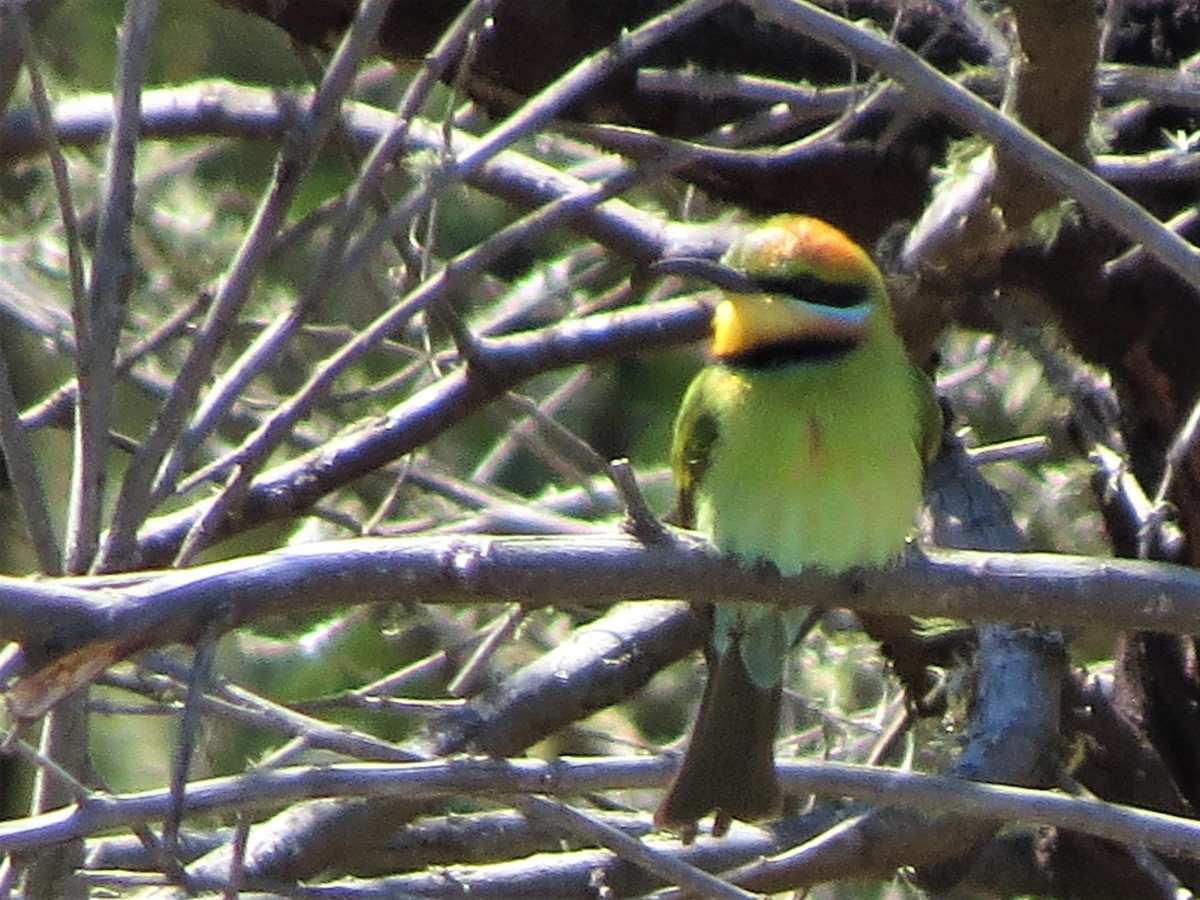 Rainbow Bee-eater - Glenda Fitzpatrick