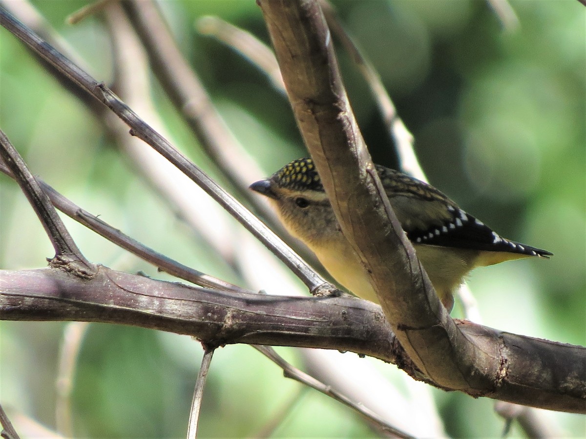 Spotted Pardalote - ML257778551