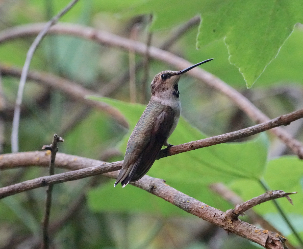 Black-chinned Hummingbird - Jack Hayden