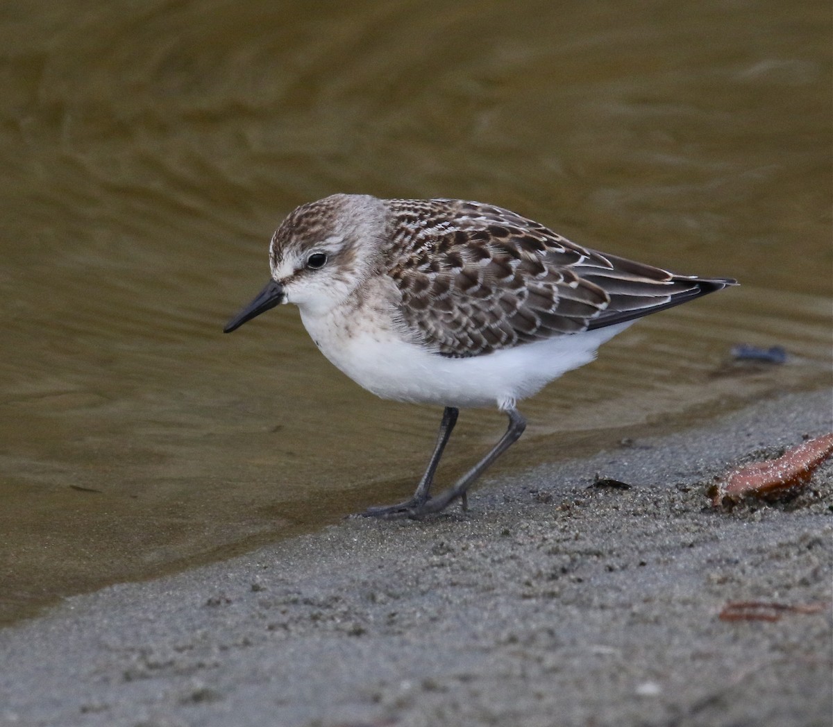 Semipalmated Sandpiper - Pair of Wing-Nuts