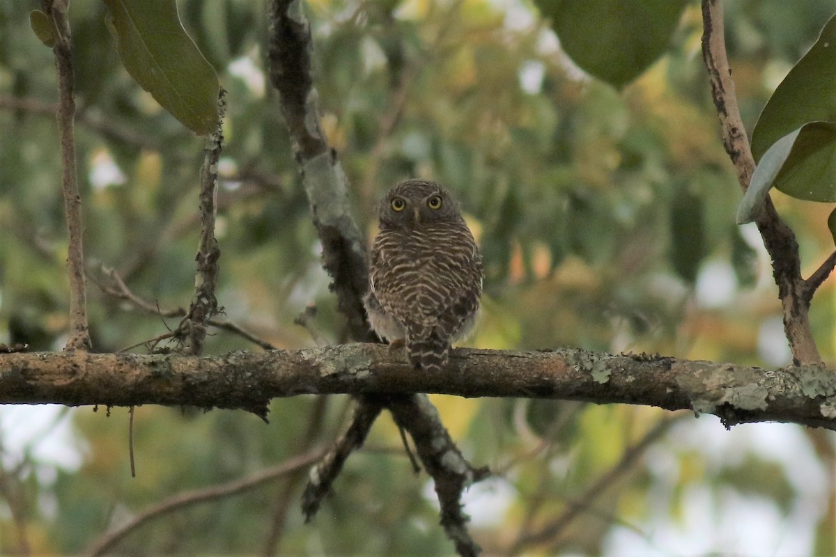 Asian Barred Owlet - Sutanan Pinmaneenopparat