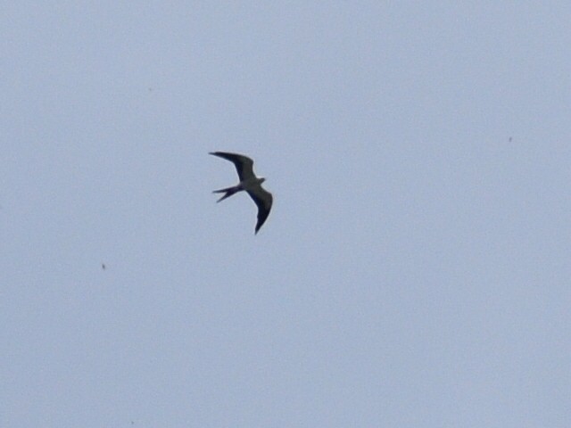 Swallow-tailed Kite - ML257786971
