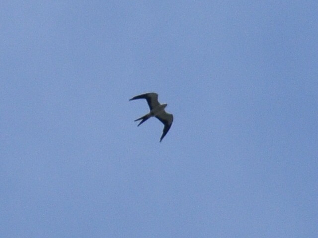 Swallow-tailed Kite - ML257786991