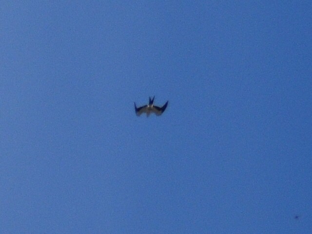 Swallow-tailed Kite - ML257787011