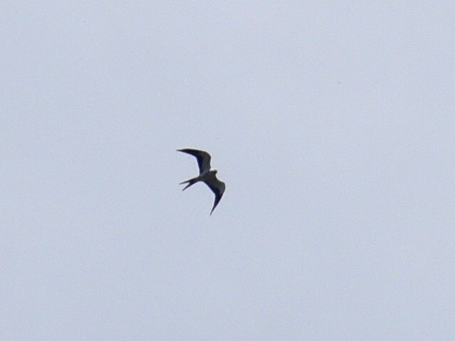 Swallow-tailed Kite - ML257787021