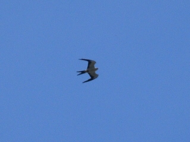 Swallow-tailed Kite - ML257787031