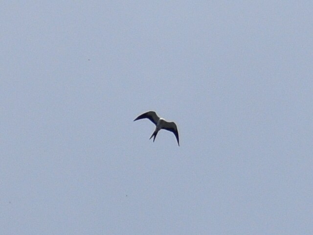 Swallow-tailed Kite - ML257787041