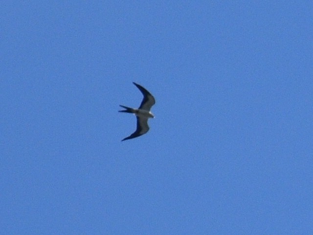 Swallow-tailed Kite - ML257787061