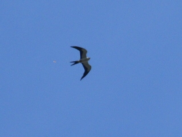 Swallow-tailed Kite - ML257787071