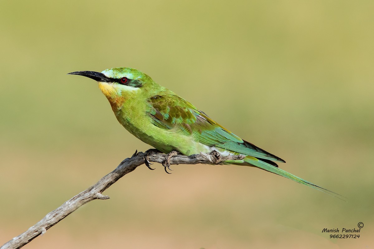 Blue-cheeked Bee-eater - Manish Panchal