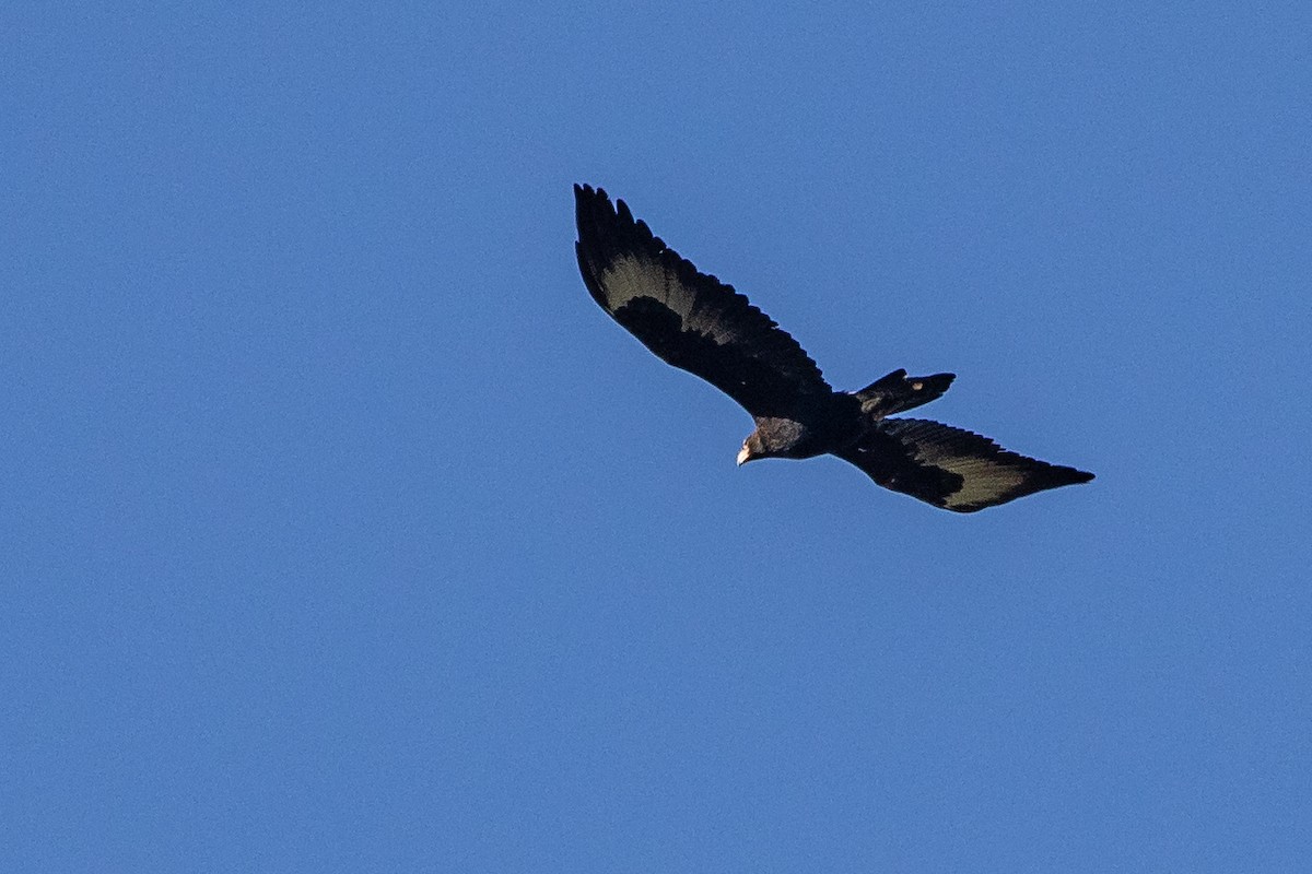 Wedge-tailed Eagle - ML257793161
