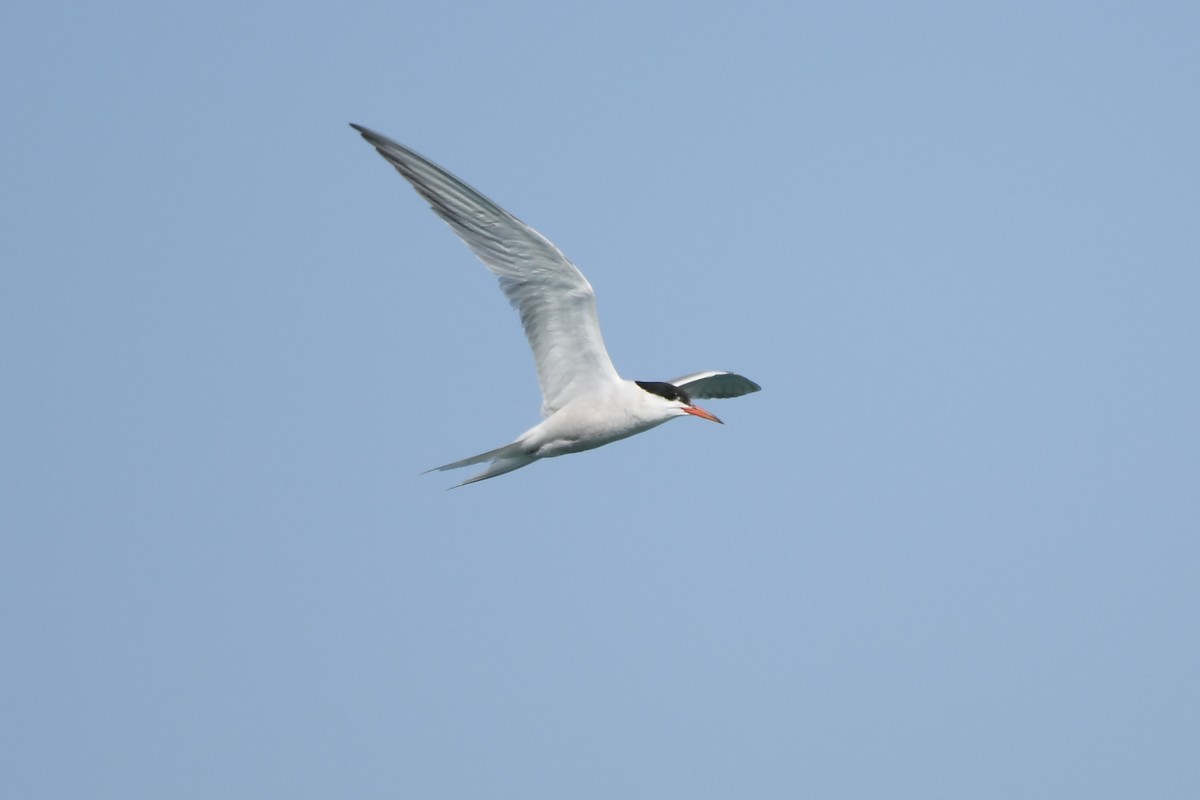 Common Tern - ML257793461