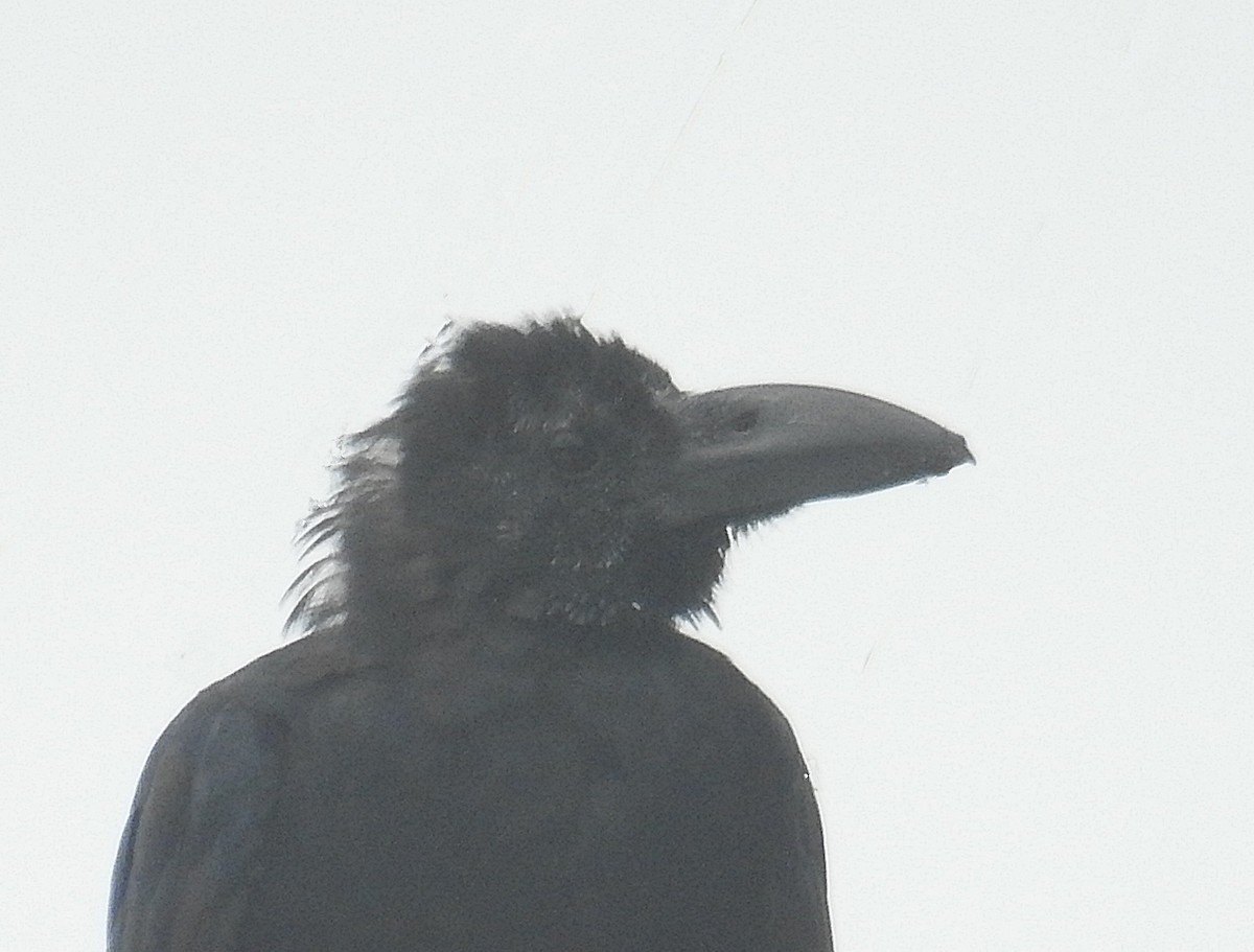 Large-billed Crow (Indian Jungle) - ML257794821