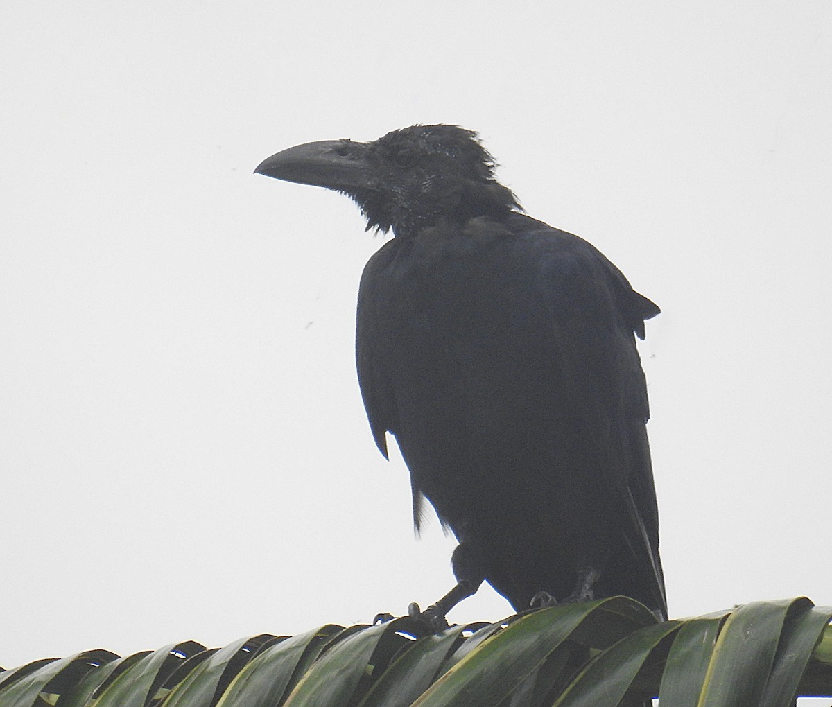 Large-billed Crow (Indian Jungle) - ML257794861