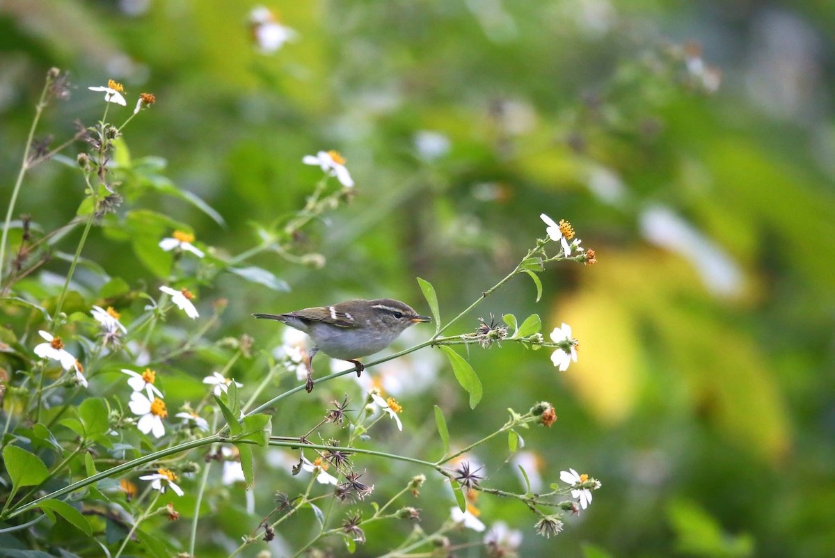 Yellow-browed Warbler - ML257796181