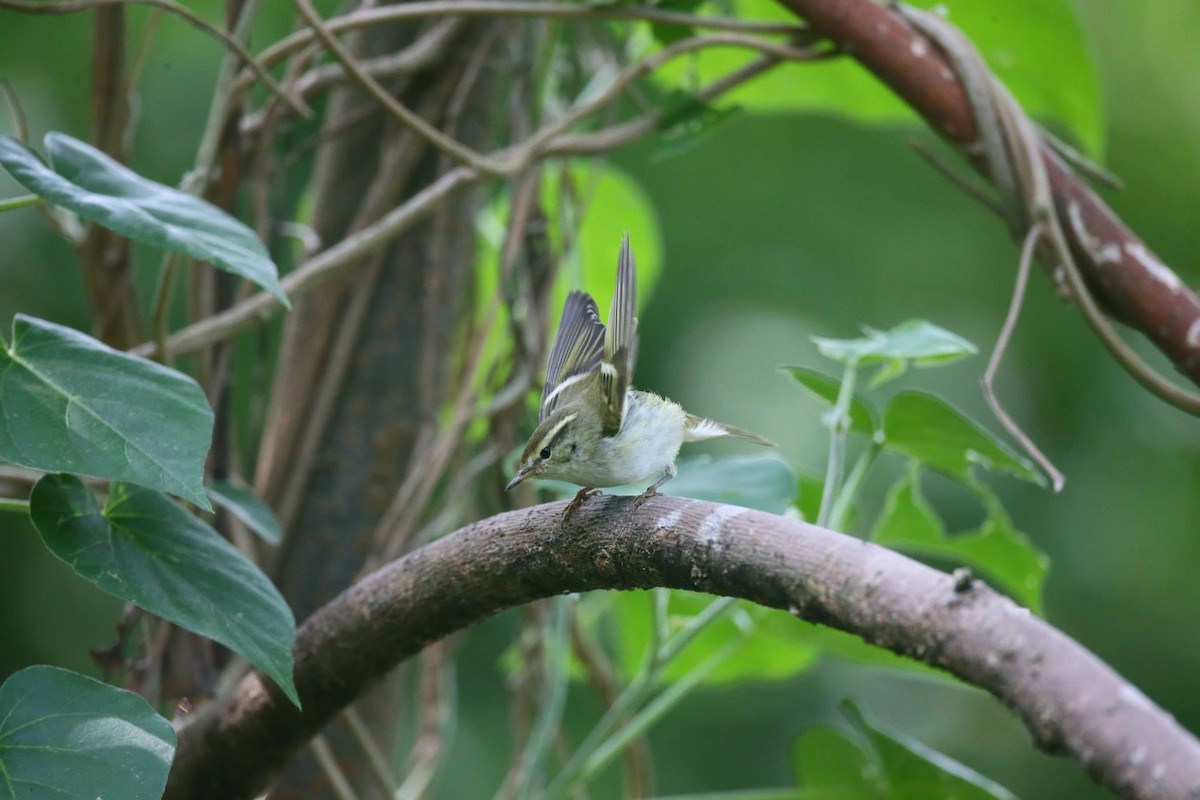 Yellow-browed Warbler - ML257796211
