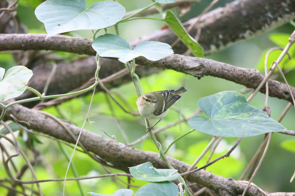 Yellow-browed Warbler - ML257796231