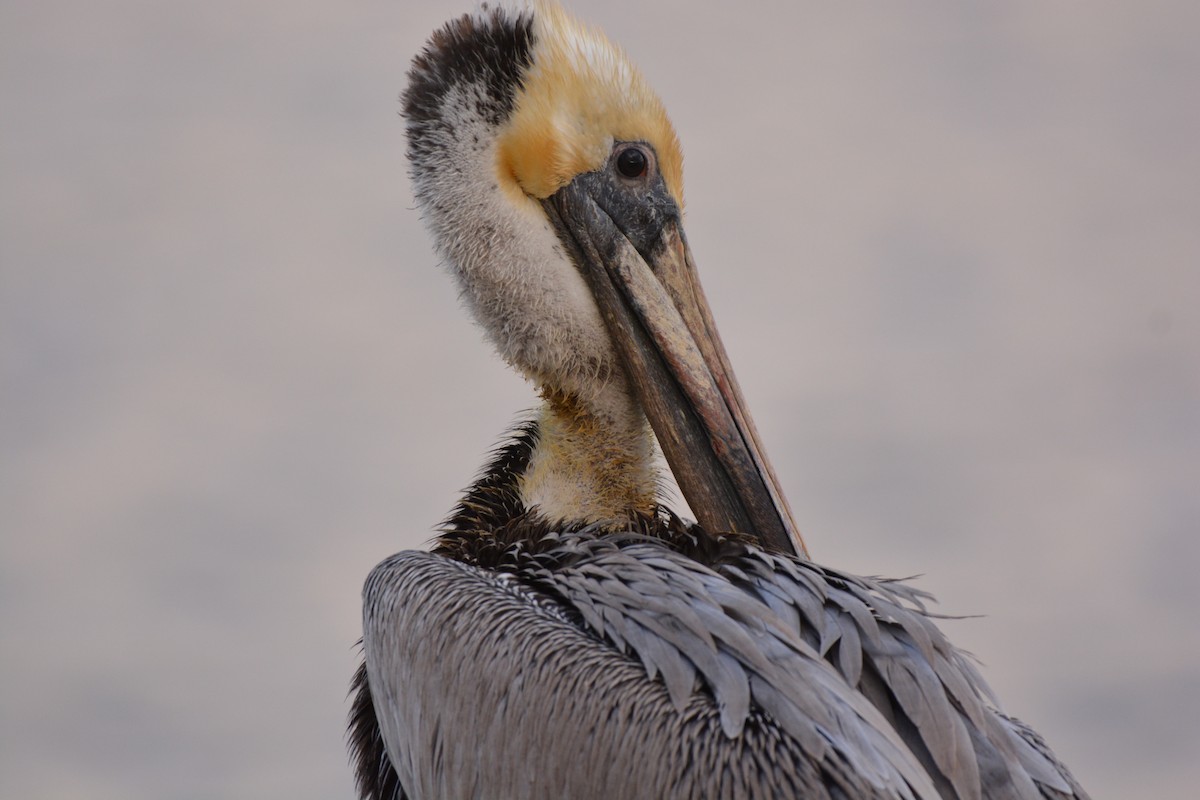 pelikán hnědý - ML25779691