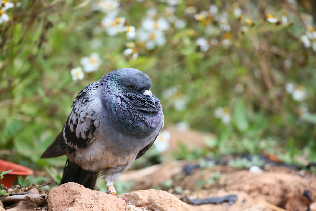 Rock Pigeon (Feral Pigeon) - Ting-Wei (廷維) HUNG (洪)