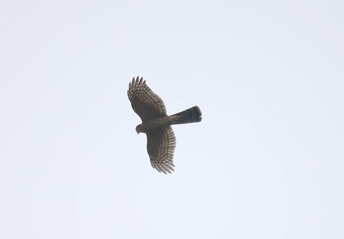 Eurasian Sparrowhawk - ML257797721