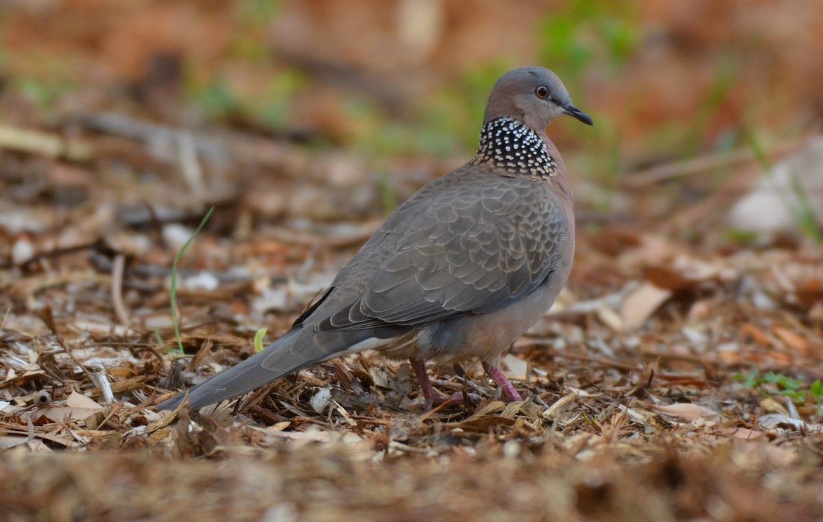 Spotted Dove - ML25779801