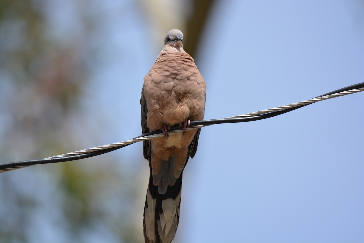Spotted Dove - ML25779891