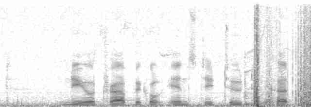 Хохлатый перепел [группа cristatus] - ML2578