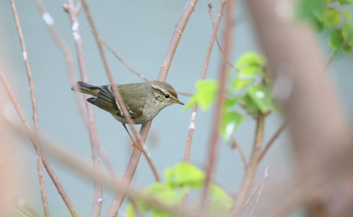 Yellow-browed Warbler - ML257803181