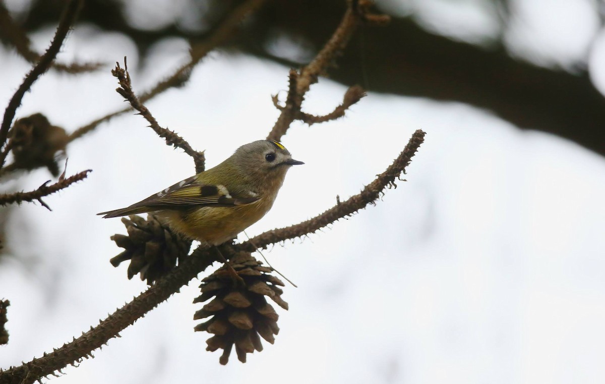 Goldcrest - Ting-Wei (廷維) HUNG (洪)