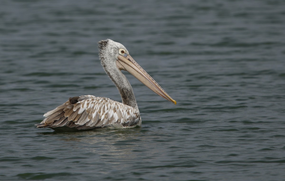 Spot-billed Pelican - ML257803421