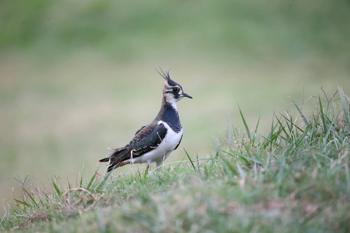 Northern Lapwing - Ting-Wei (廷維) HUNG (洪)
