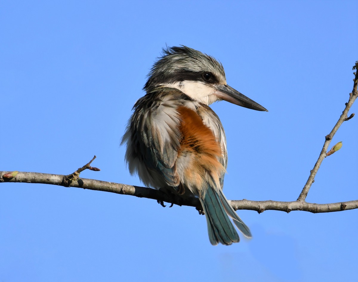 Red-backed Kingfisher - ML257804811