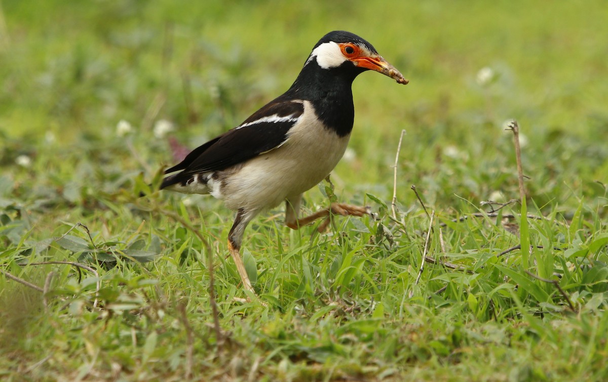 Indian Pied Starling - ML257805171