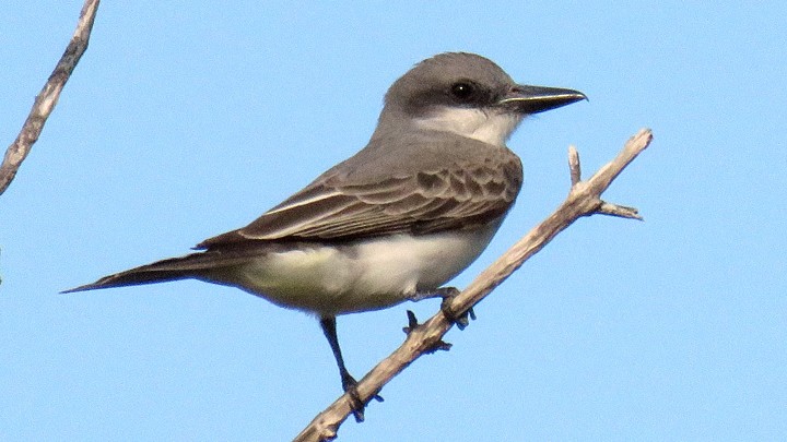 Gray Kingbird - Aarre Ertolahti